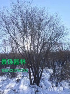 高度900厘米丛生五角枫