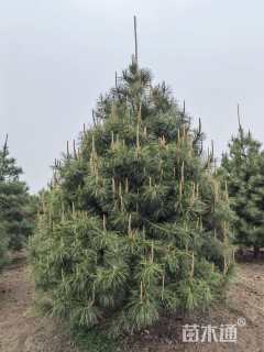 高度800厘米华山松