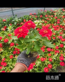 高度15厘米百日草