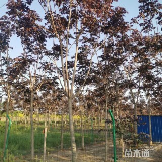 10公分红叶椿