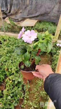 高度25厘米蜡菊