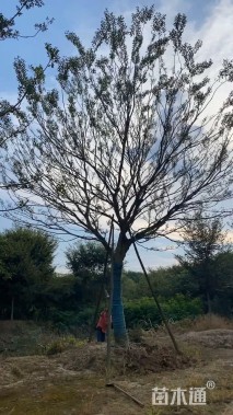 35公分朴树