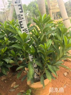 高度60厘米非洲茉莉