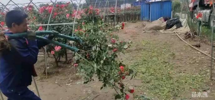 3公分嫁接树状月季