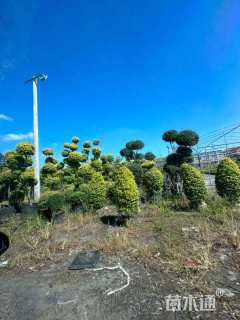 12公分造型亮晶女贞