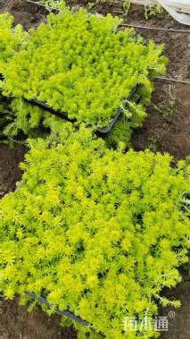 高度10厘米金叶佛甲草