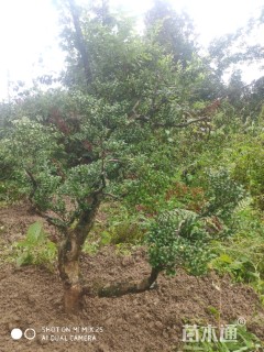 高度80厘米珍珠黄杨