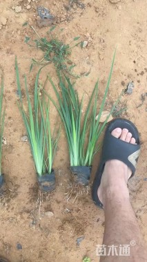 高度40厘米马莲