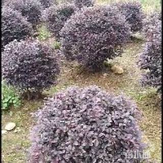 冠幅65厘米红花继木球