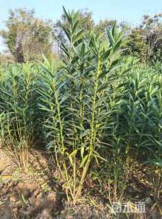 高度120厘米夹竹桃