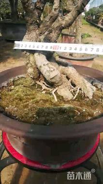 高度30厘米迎春花