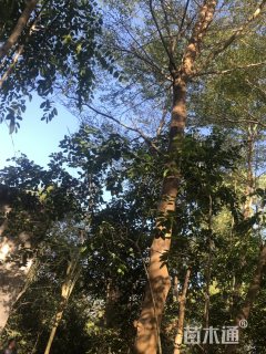 22公分细叶榄仁