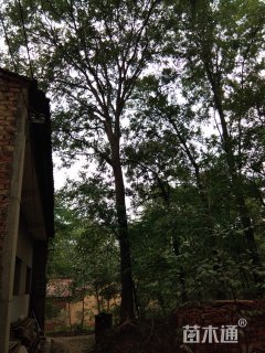 30公分皂荚