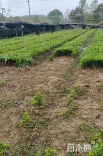 高度35厘米瓜子黄杨
