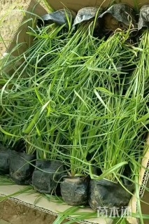 高度40厘米旱伞草