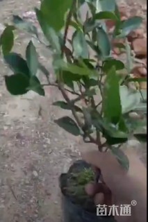 高度30厘米茶梅