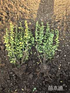 高度70厘米卫矛