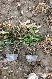 1公分红叶石楠