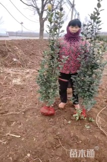 高度160厘米北海道黄杨