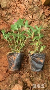 高度15厘米美女樱