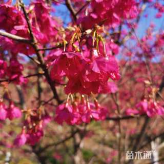 14公分中国红樱花