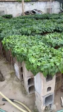 200厘米锦屏藤