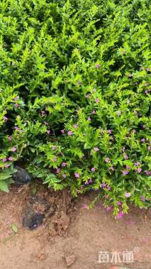 高度15厘米满天星