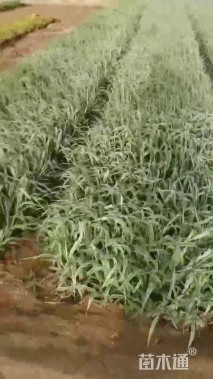 高度40厘米花叶卡开芦