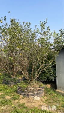 高度300厘米丛生胡柚
