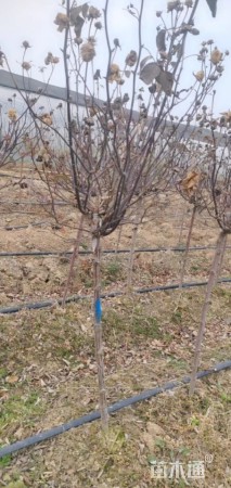 高度80厘米棒棒糖月季