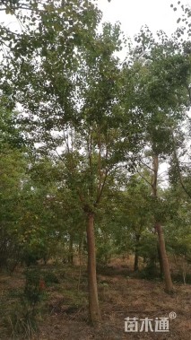 18公分乌桕