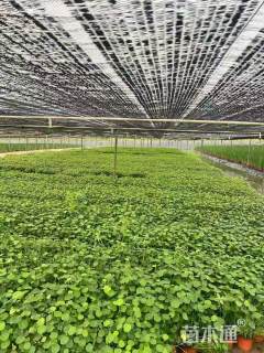 高度15厘米铜钱草
