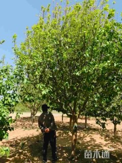 18公分八棱海棠