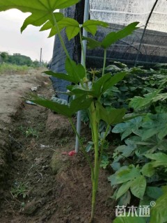 高度60厘米八角金盘