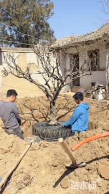 高度180厘米牡丹