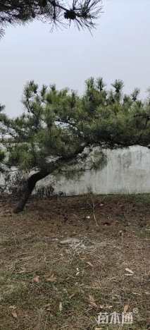 高度100厘米黑松