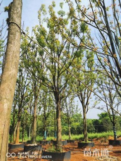 30公分香樟
