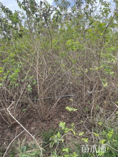 高度180厘米金银木