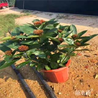 高度25厘米龙船花