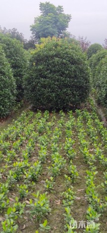 冠幅300厘米桂花球
