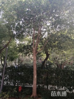 18公分杜英