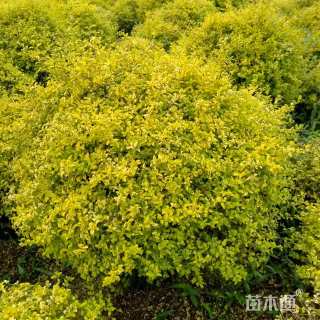 高度80厘米亮金女贞（亮晶女贞）