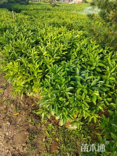 高度80厘米非洲茉莉球