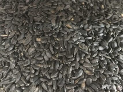 向日葵种子向日葵种子