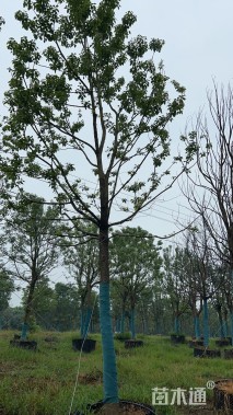 16公分香樟