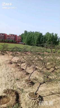 高度100厘米黑松