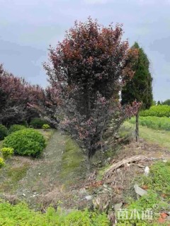 14公分紫叶李