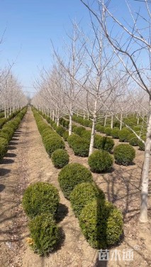 冠幅100厘米瓜子黄杨球