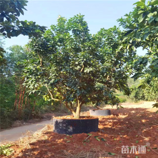 8公分柚子树
