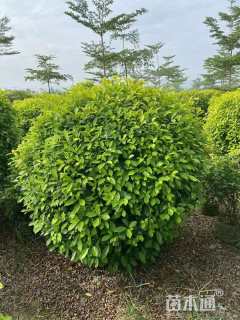 冠幅100厘米黄金榕球